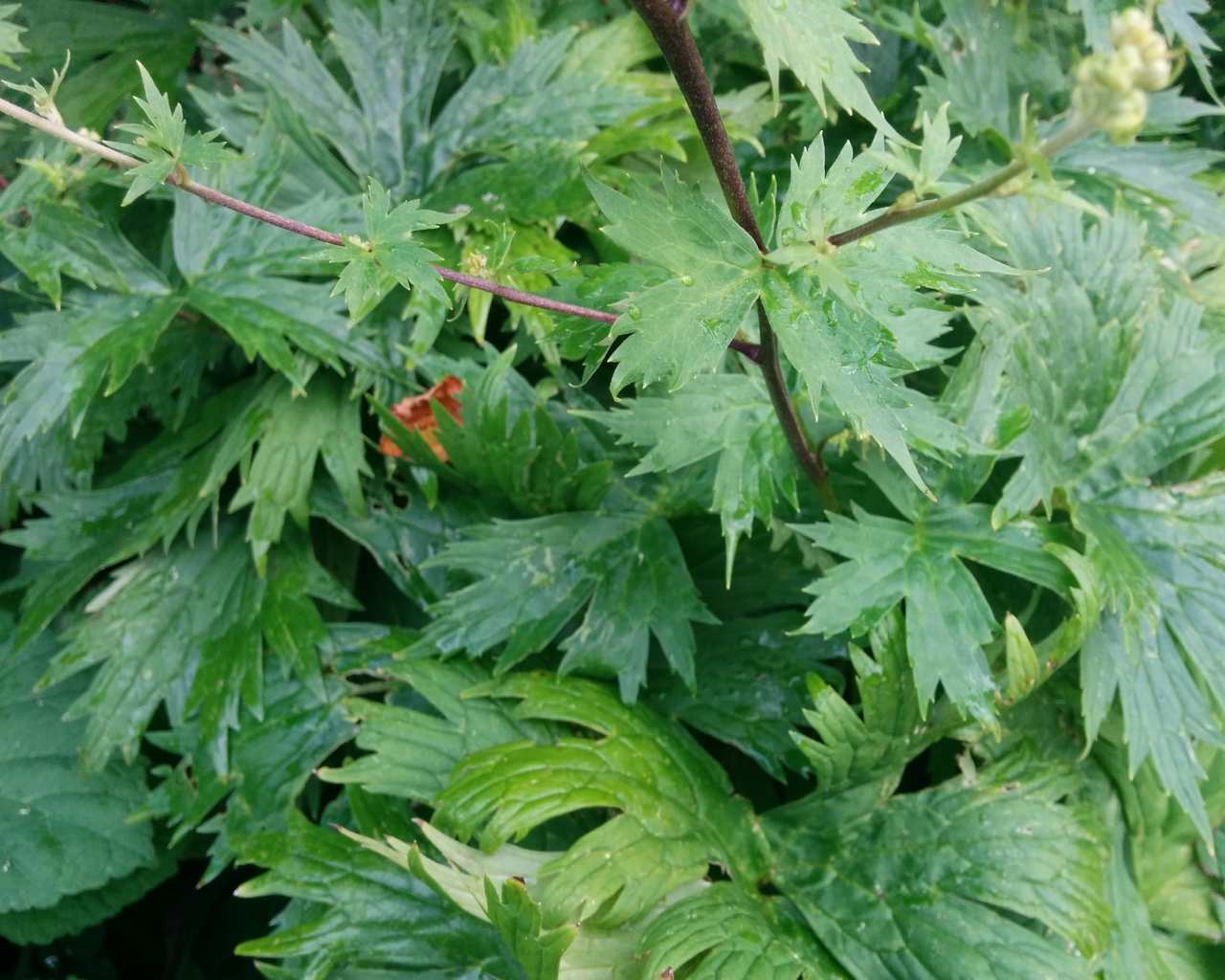 Aconitum lycoctonum